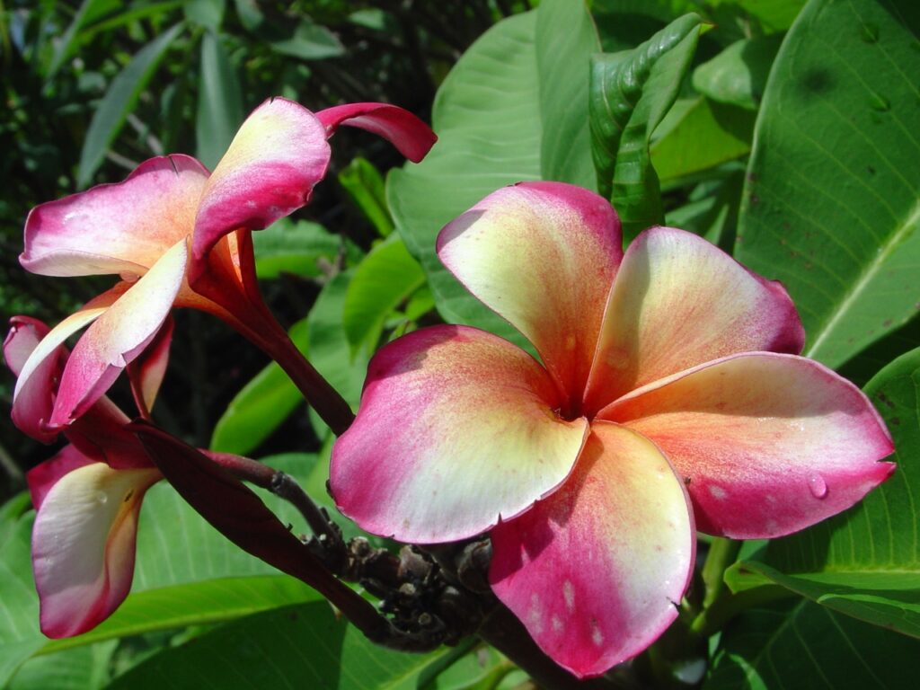 Marco Polo plumeria photo