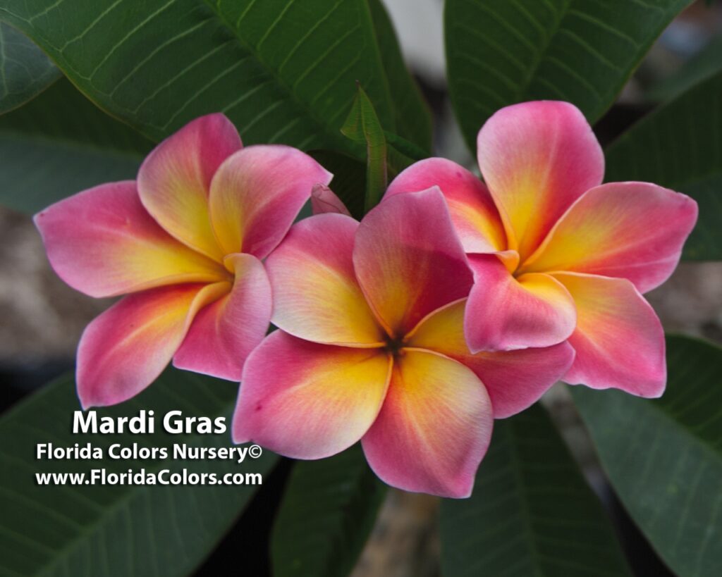 Mardi Gras plumeria photo