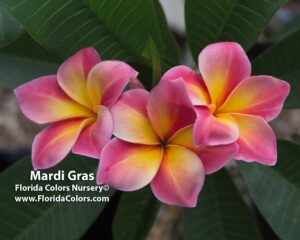 Mardi Gras plumeria photo