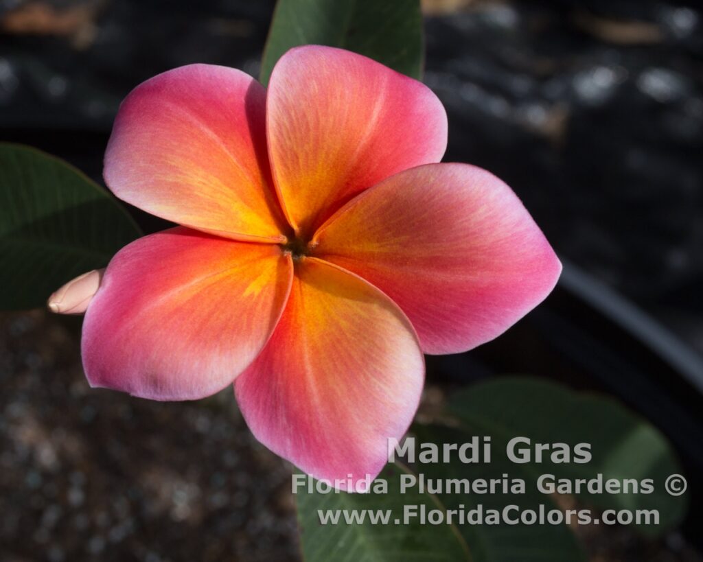 Mardi Gras plumeria photo