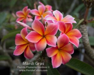 Mardi Gras plumeria photo
