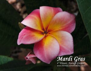 Mardi Gras plumeria photo