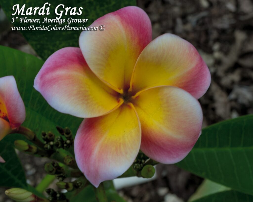 Mardi Gras plumeria photo