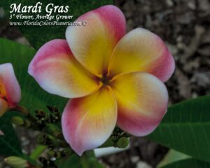 Mardi Gras plumeria photo