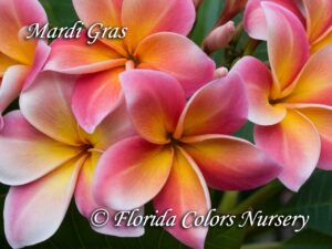 Mardi Gras plumeria photo