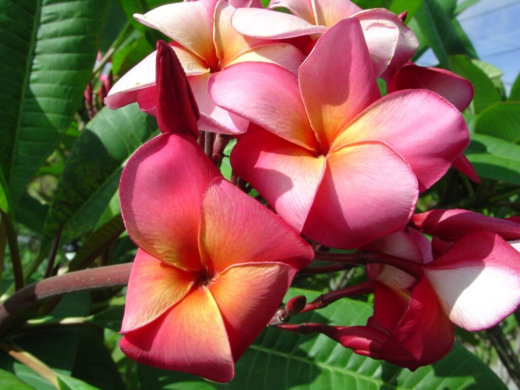 Marengo plumeria photo