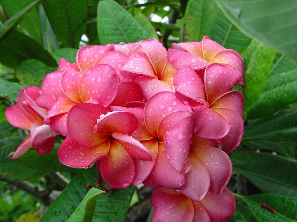 Marengo plumeria photo