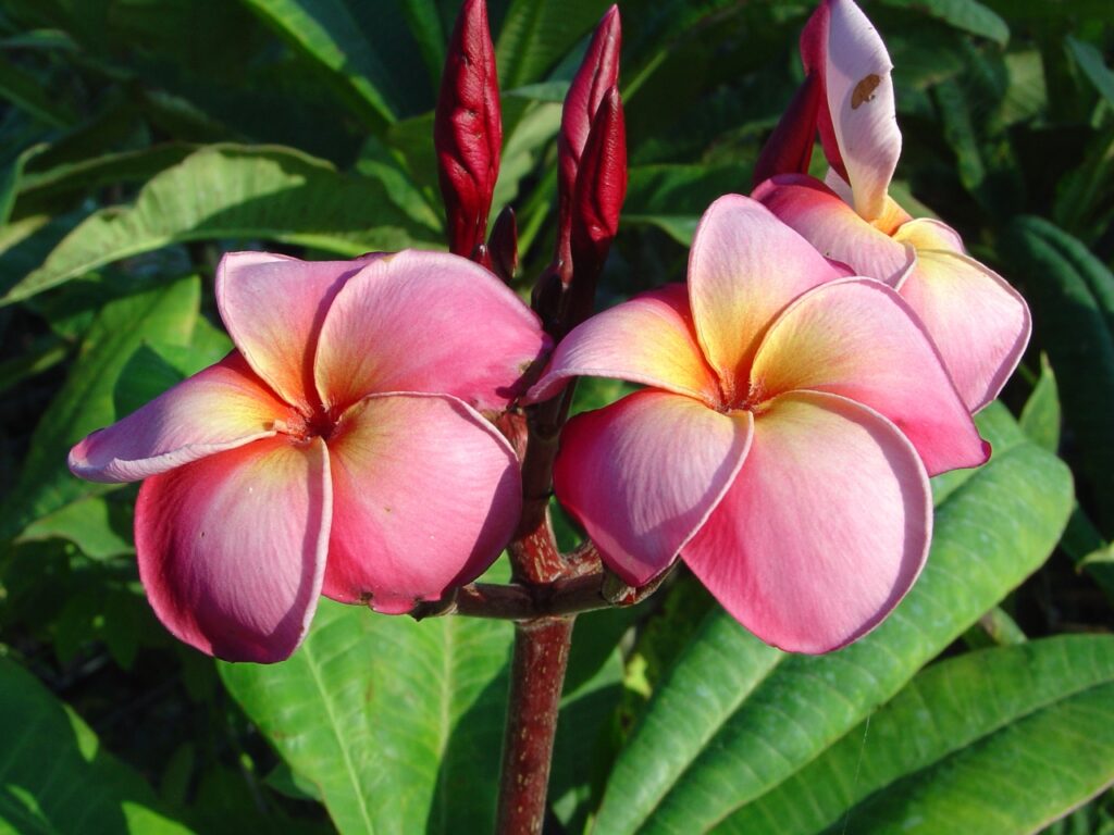 Marengo plumeria photo