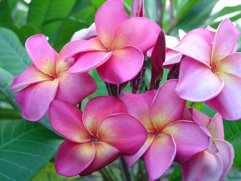Marengo plumeria photo
