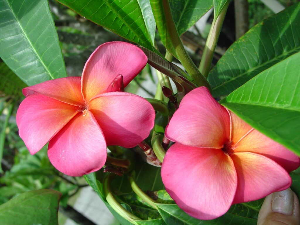 Marengo plumeria photo