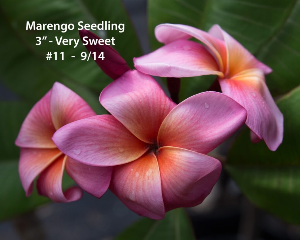 Marengo plumeria photo