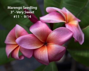 Marengo plumeria photo