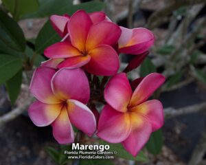 Marengo plumeria photo