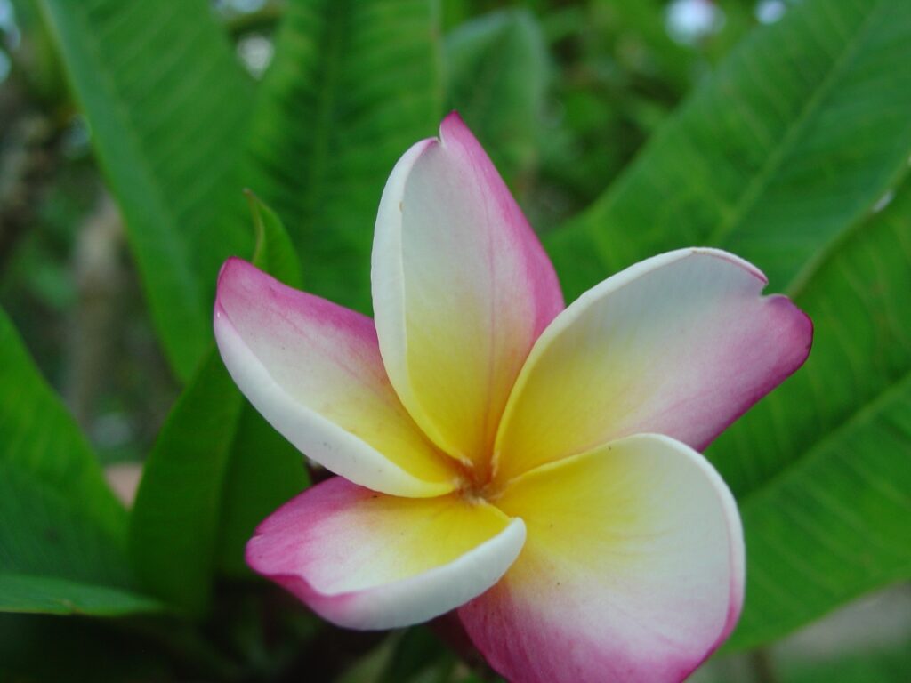 Marion B plumeria photo