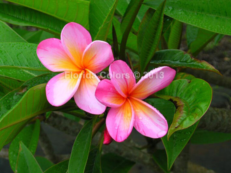 Marshmellow Pink plumeria photo