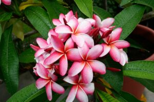 Mary Moragne plumeria photo