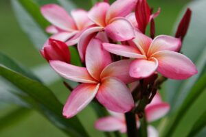 Mary Moragne plumeria photo