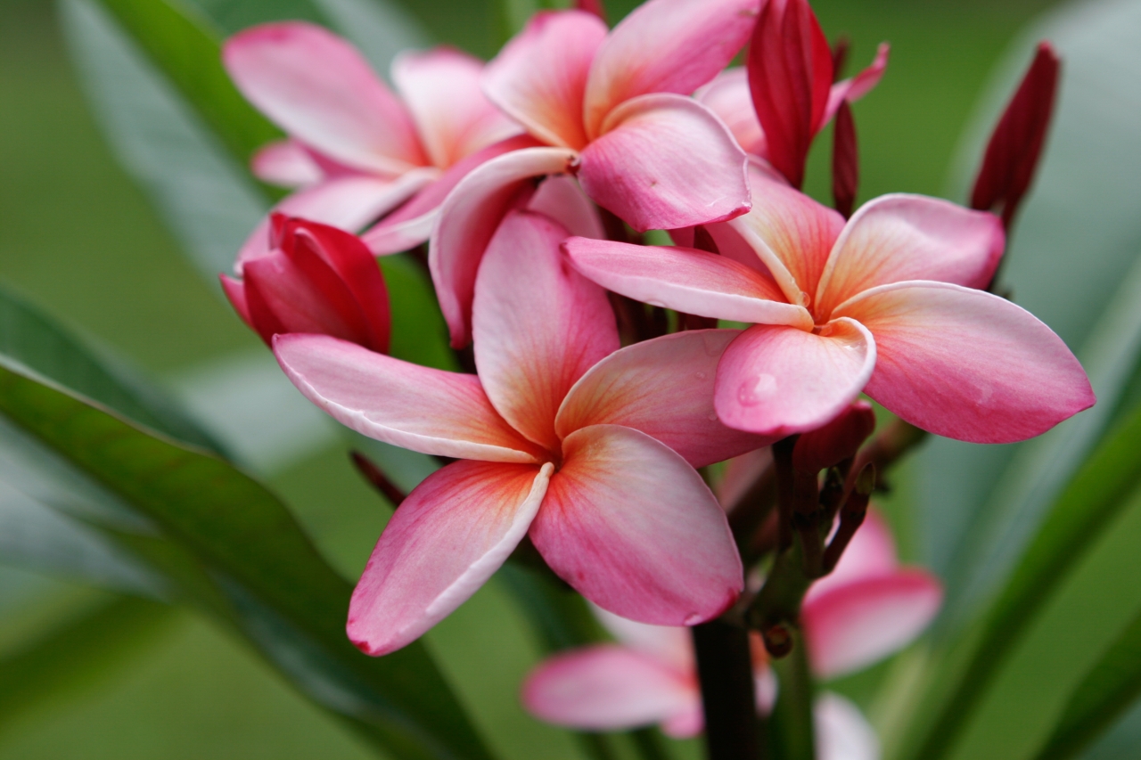 Mary Moragne plumeria photo