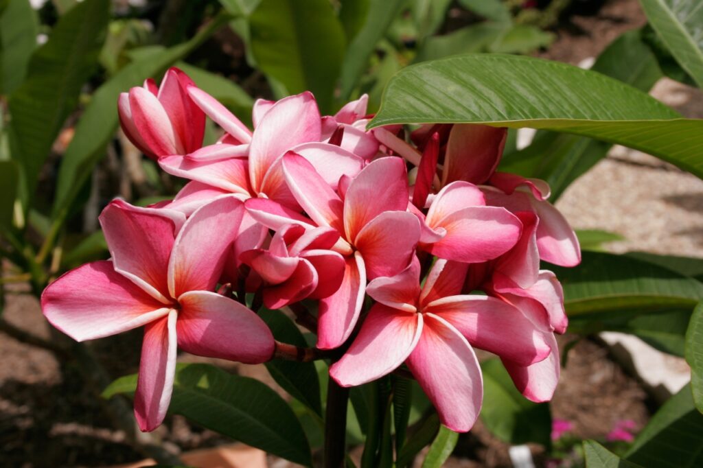 Mary Moragne plumeria photo