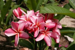 Mary Moragne plumeria photo