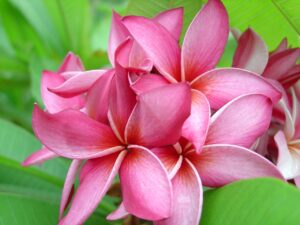 Mary Moragne plumeria photo