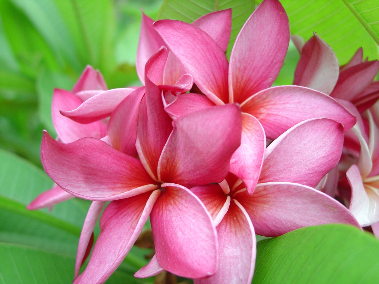 Mary Moragne plumeria photo