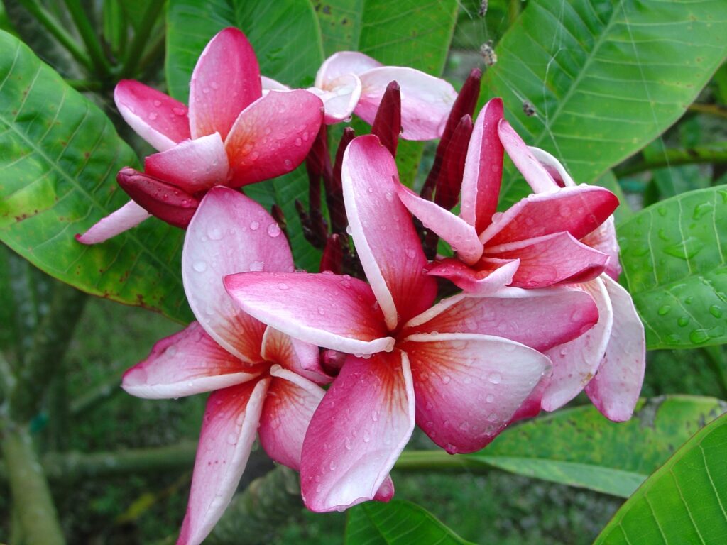 Mary Moragne plumeria photo