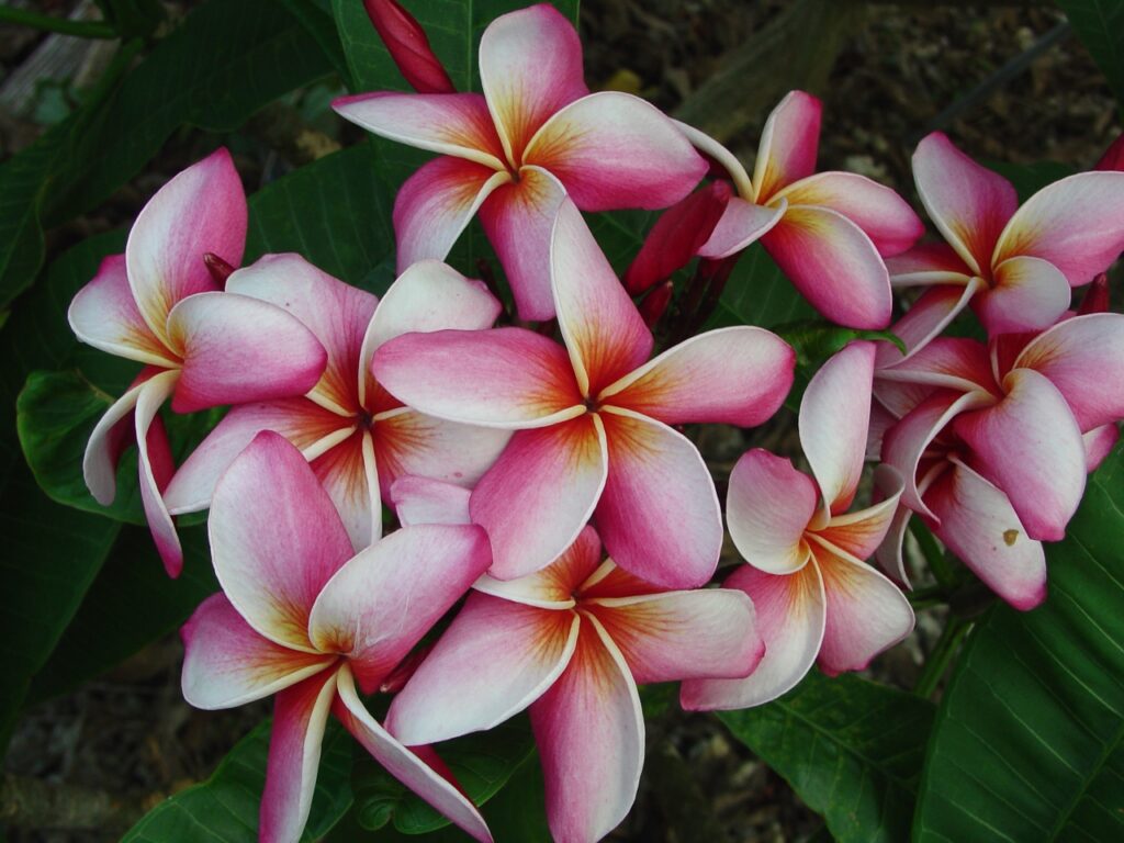 Mary Moragne plumeria photo