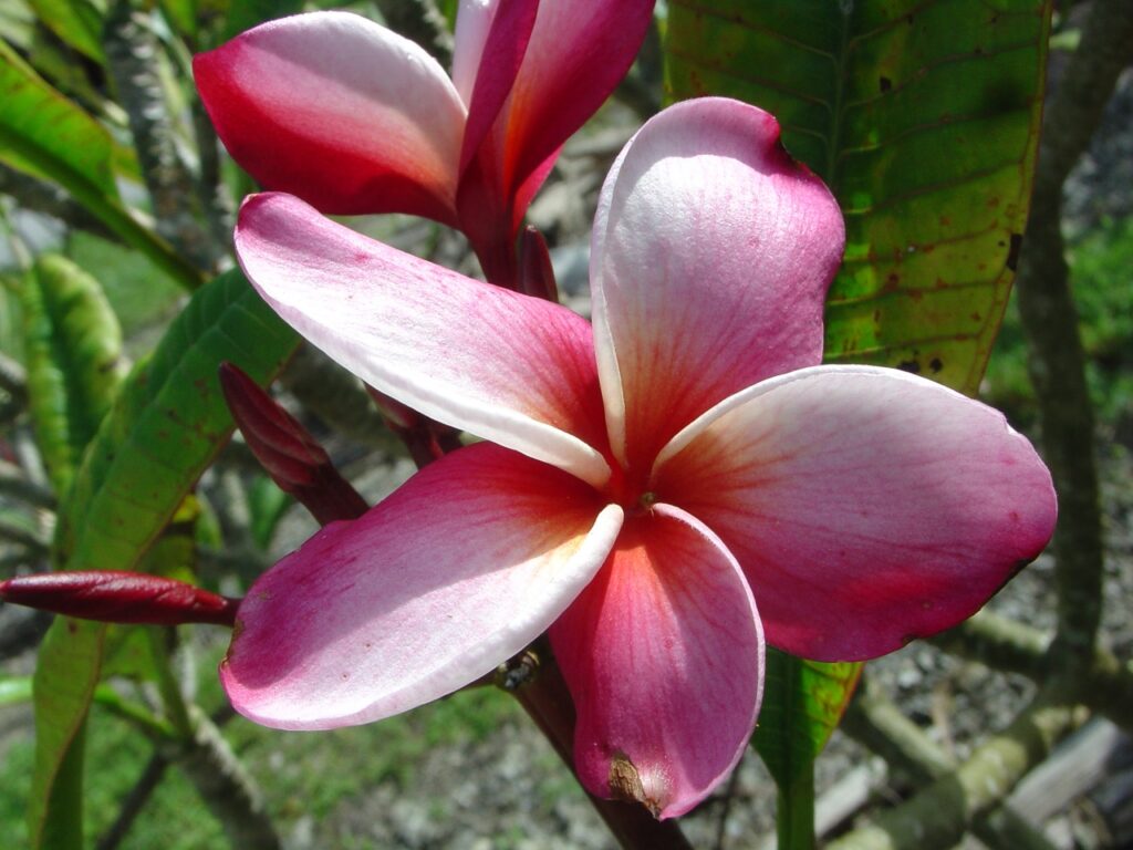 Mary Moragne plumeria photo