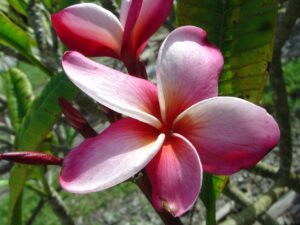 Mary Moragne plumeria photo