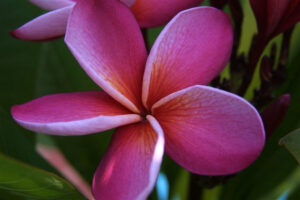 Mary Moragne plumeria flower