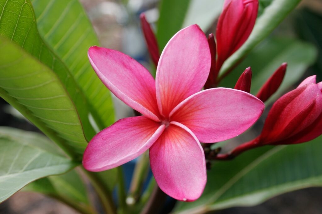 Mary Moragne plumeria photo