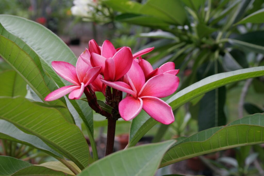 Mary Moragne plumeria photo