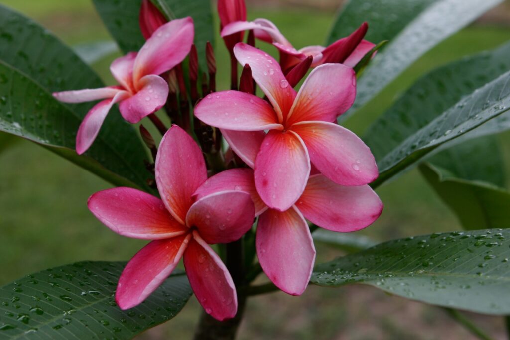 Mary Moragne plumeria photo