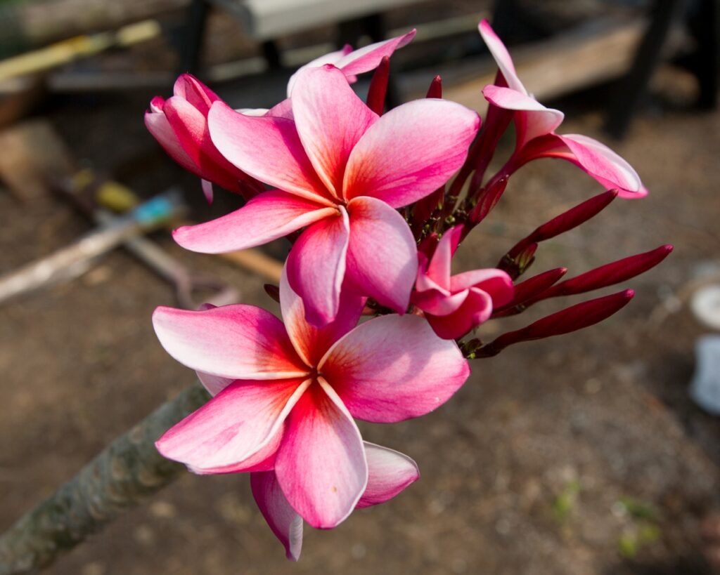 Mary Moragne plumeria photo