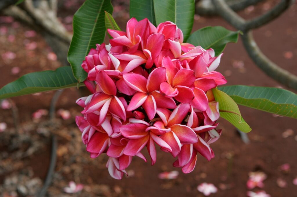 Mary Moragne plumeria photo