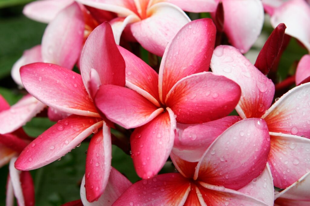 Mary Moragne plumeria photo