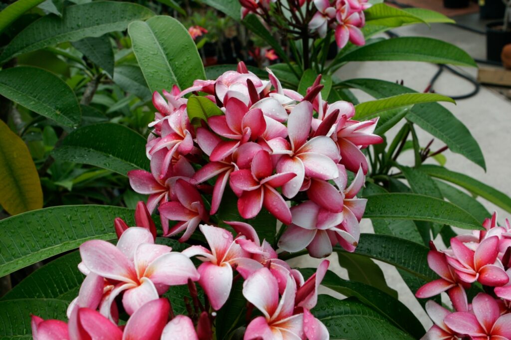 Mary Moragne plumeria photo