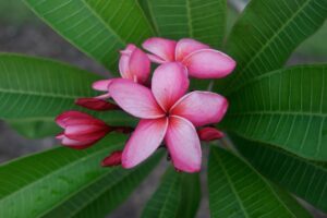 Mary Moragne plumeria photo