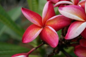 Mary Moragne plumeria photo