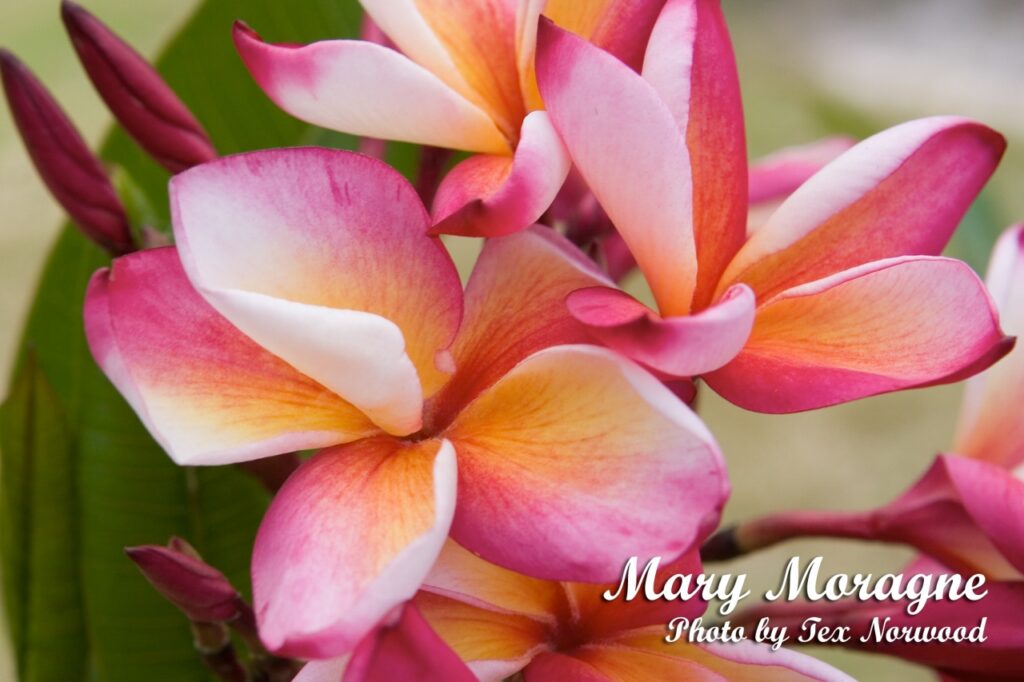 Mary Moragne plumeria photo