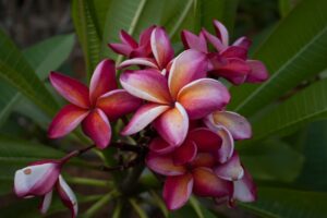 Mary Moragne plumeria photo