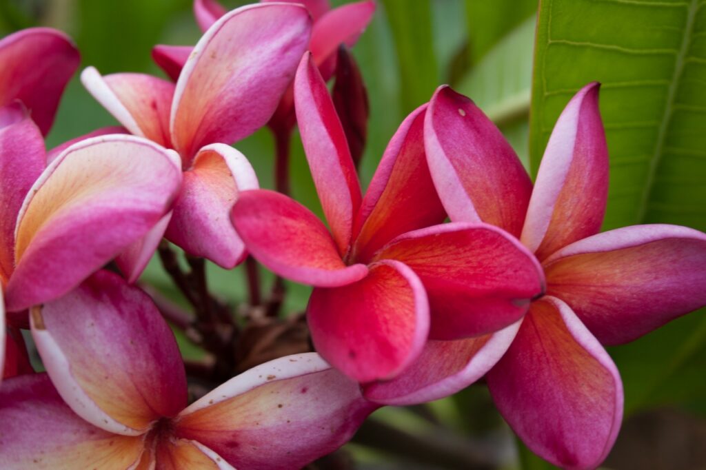 Mary Moragne plumeria photo