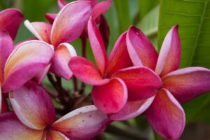 Mary Moragne plumeria photo