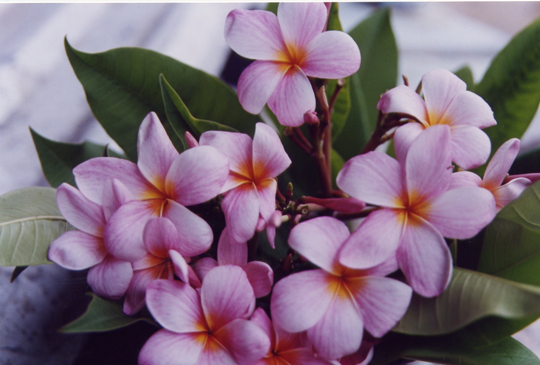 Matilde plumeria photo