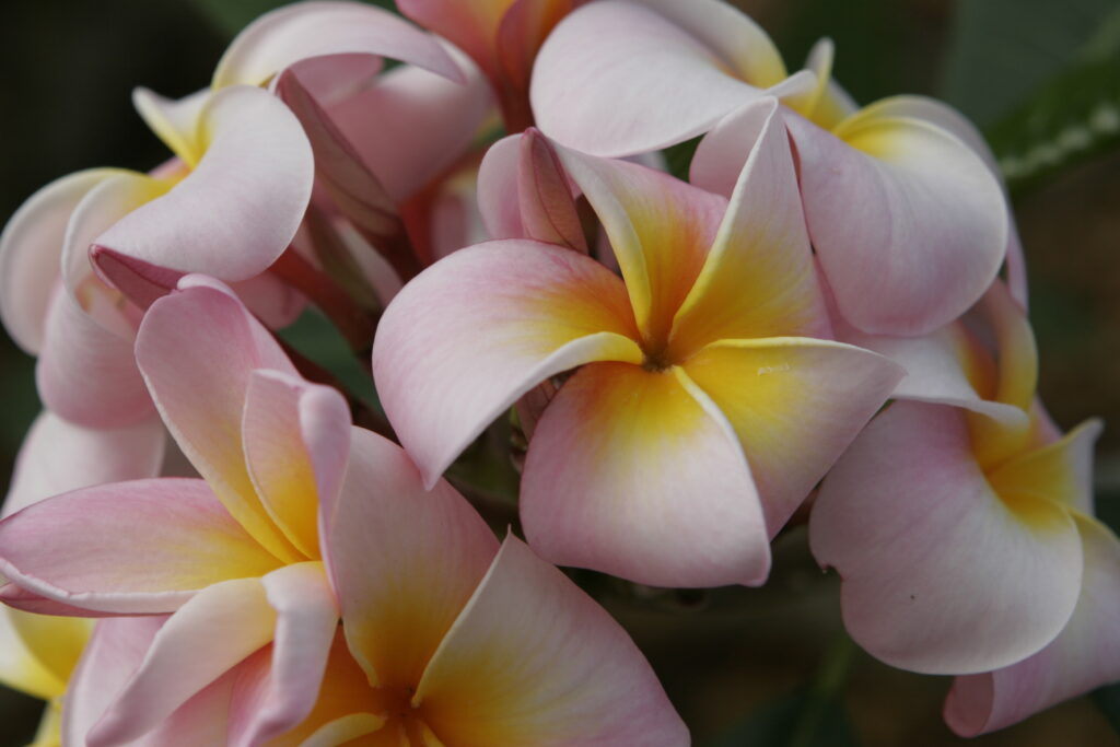 Maui Beauty plumeria photo