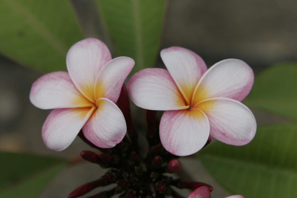 Maui Beauty plumeria photo