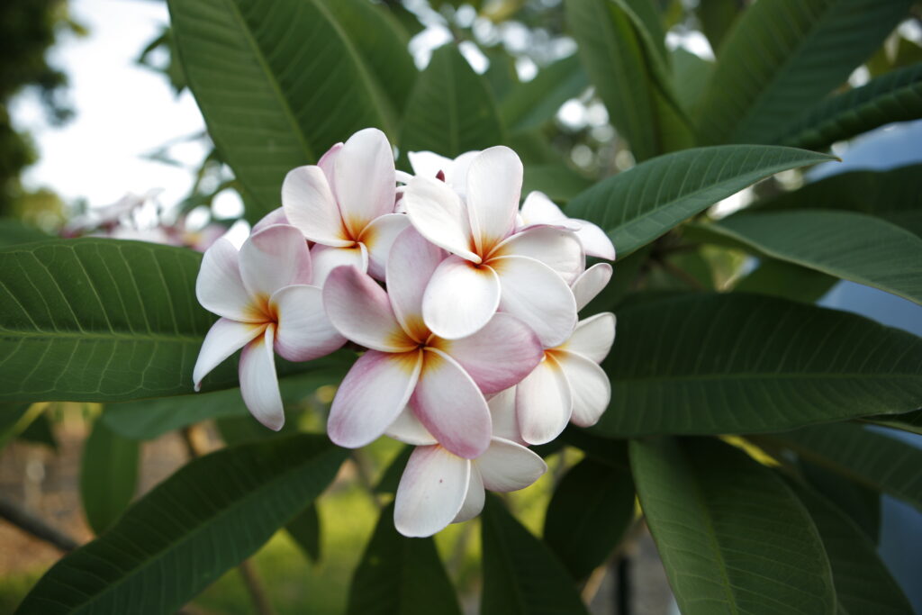 Maui Beauty plumeria photo