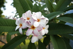 Maui Beauty plumeria