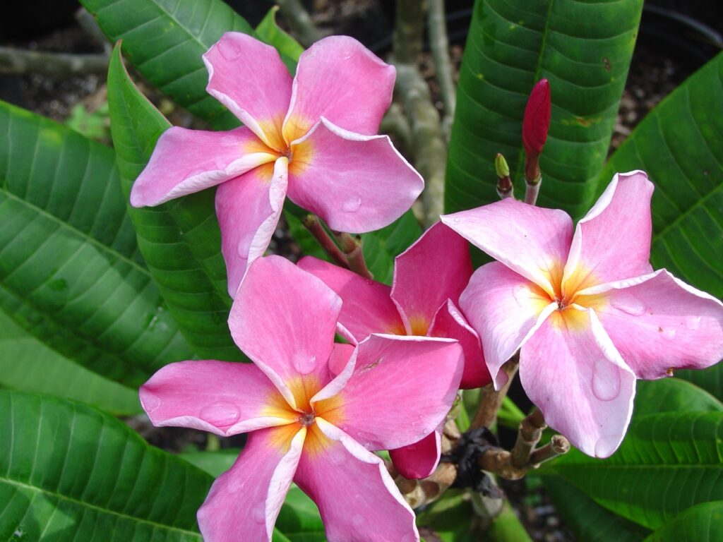 Mauve plumeria photo
